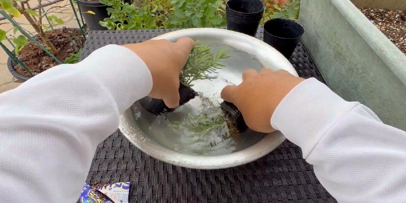 ポットごと水をはった洗面器に沈める