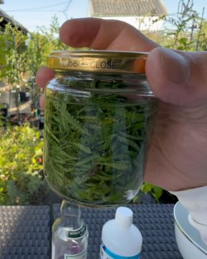 アルコール漬け初日