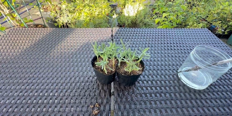 デンタータの挿し穂