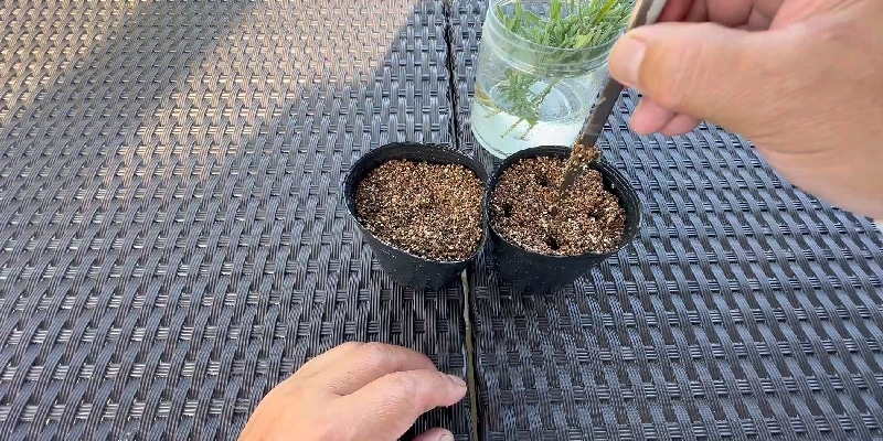 バーミキュライトに割り箸などで穴を開ける