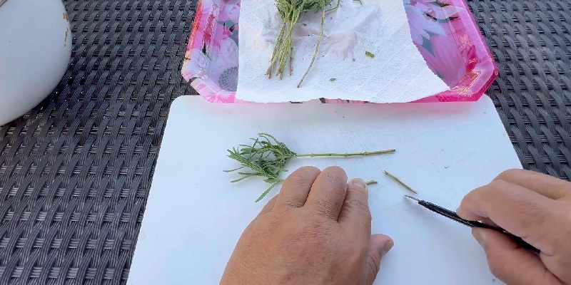 デンタータ―の下部をカッターで斜めにカット