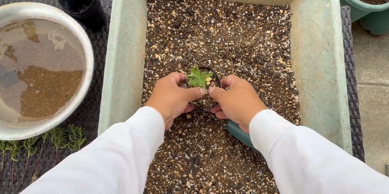 ３号ポットに鉢上げ