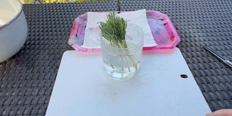 デンタータ―水に浸ける