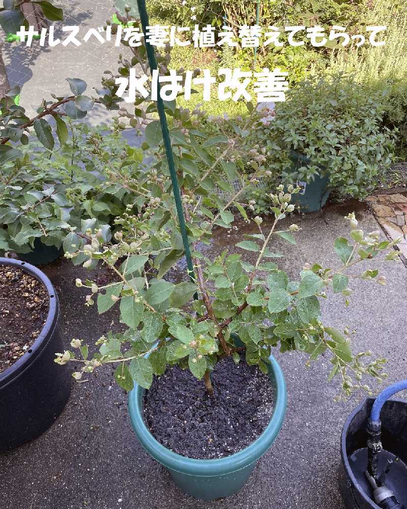 鉢植えサルスベリの水はけ改善