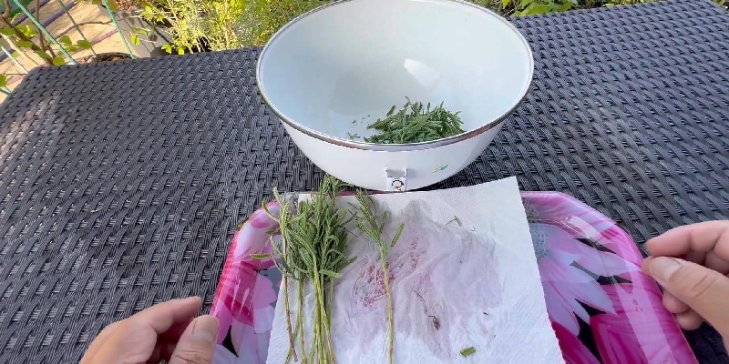 デンタータの下葉を手で削ぎ落す