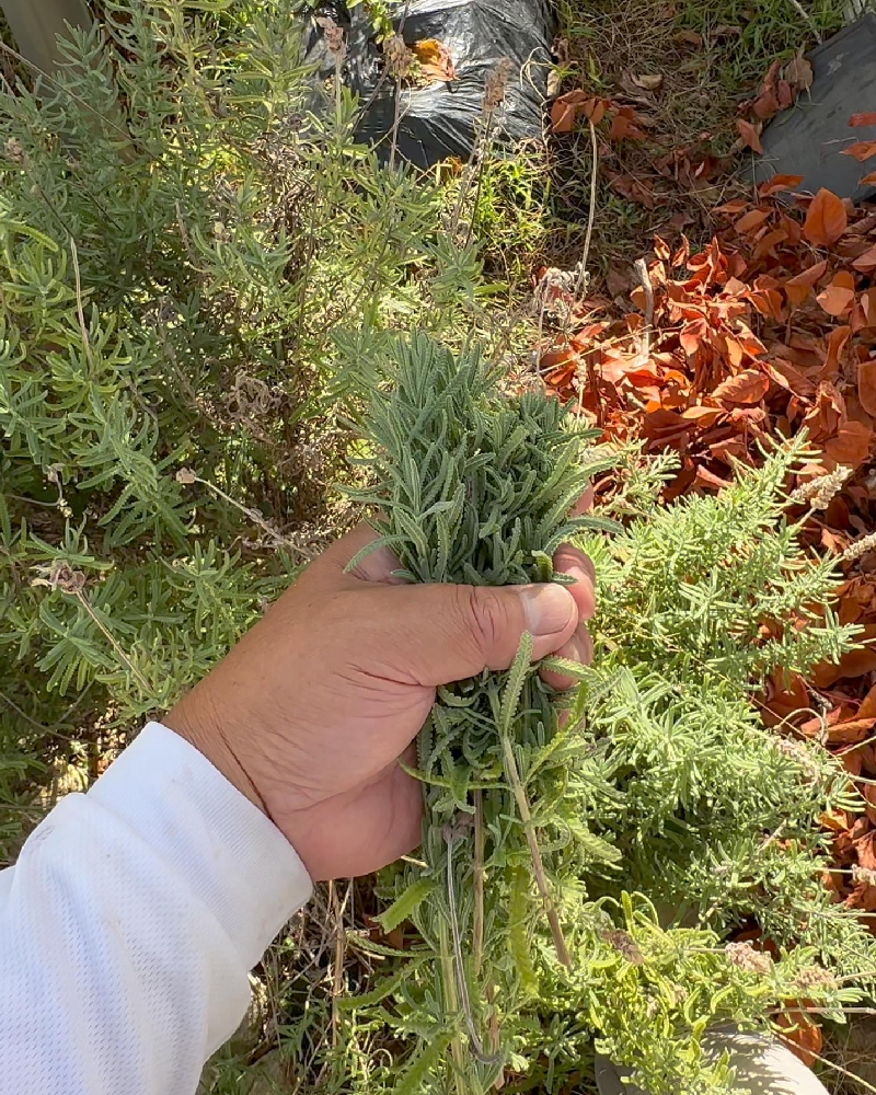 デンタータの茎葉