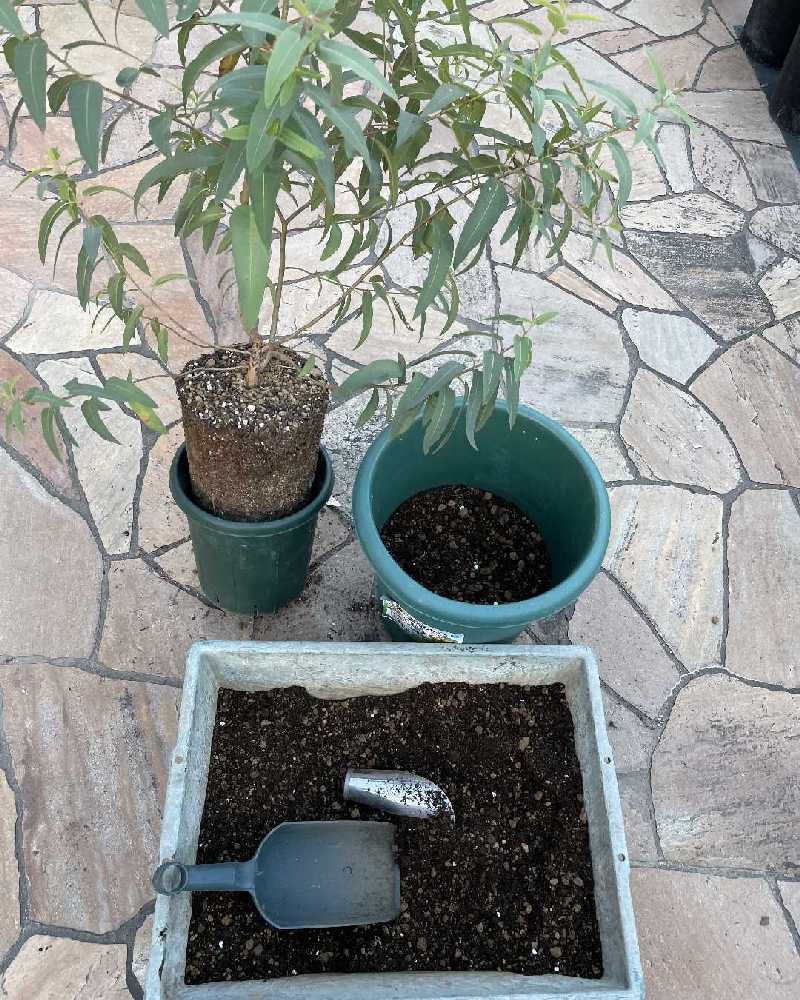 現品、ユーカリの大苗※リバーレッドガム　2周り大きめの鉢に植え替えました！