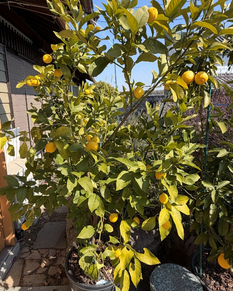 2026年2月のリスボン