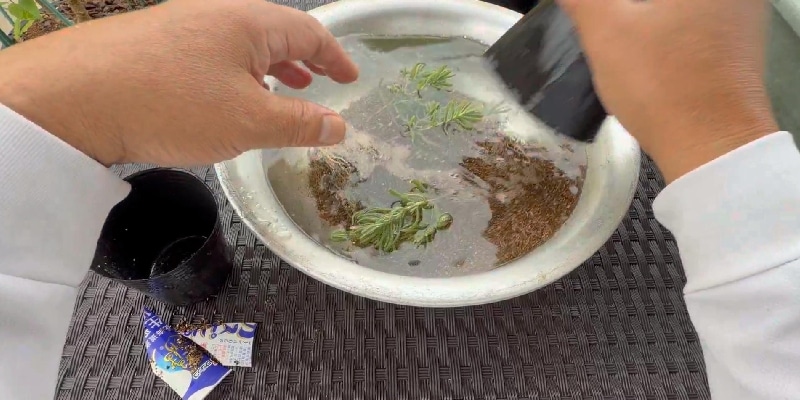 ポットごと水をはった洗面器に沈める