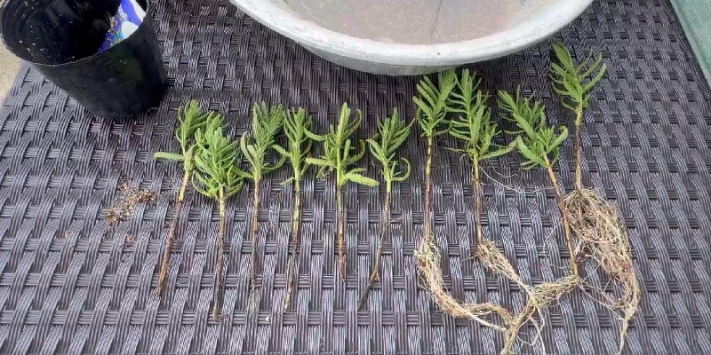 デンタータの発根