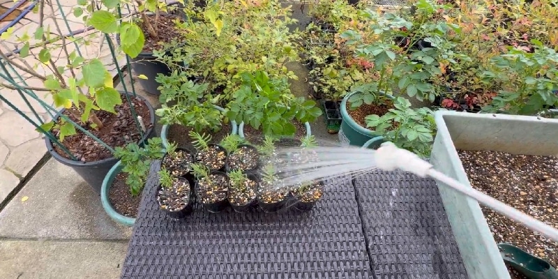 ３号ポットに潅水