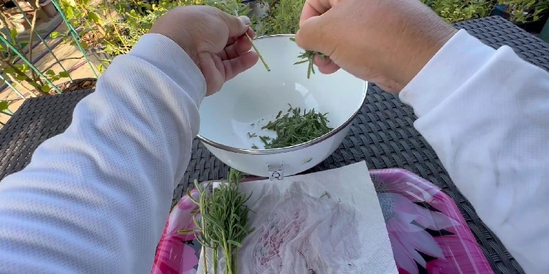 デンタータの下葉を手で削ぎ落す