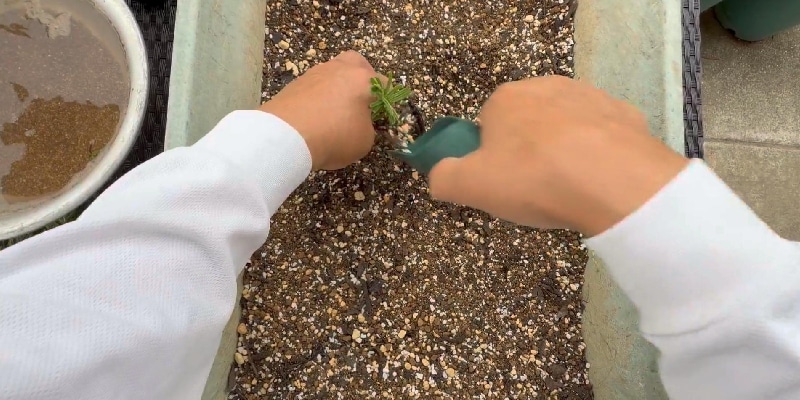 ３号ポットに鉢上げ