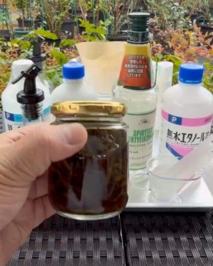 アルコール漬け１か月後