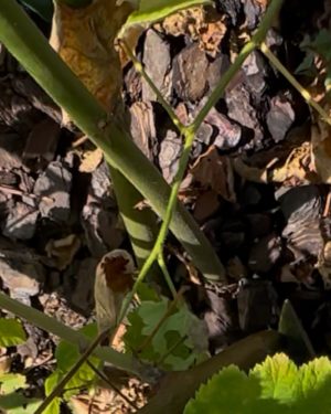 ブラックベリーの新梢