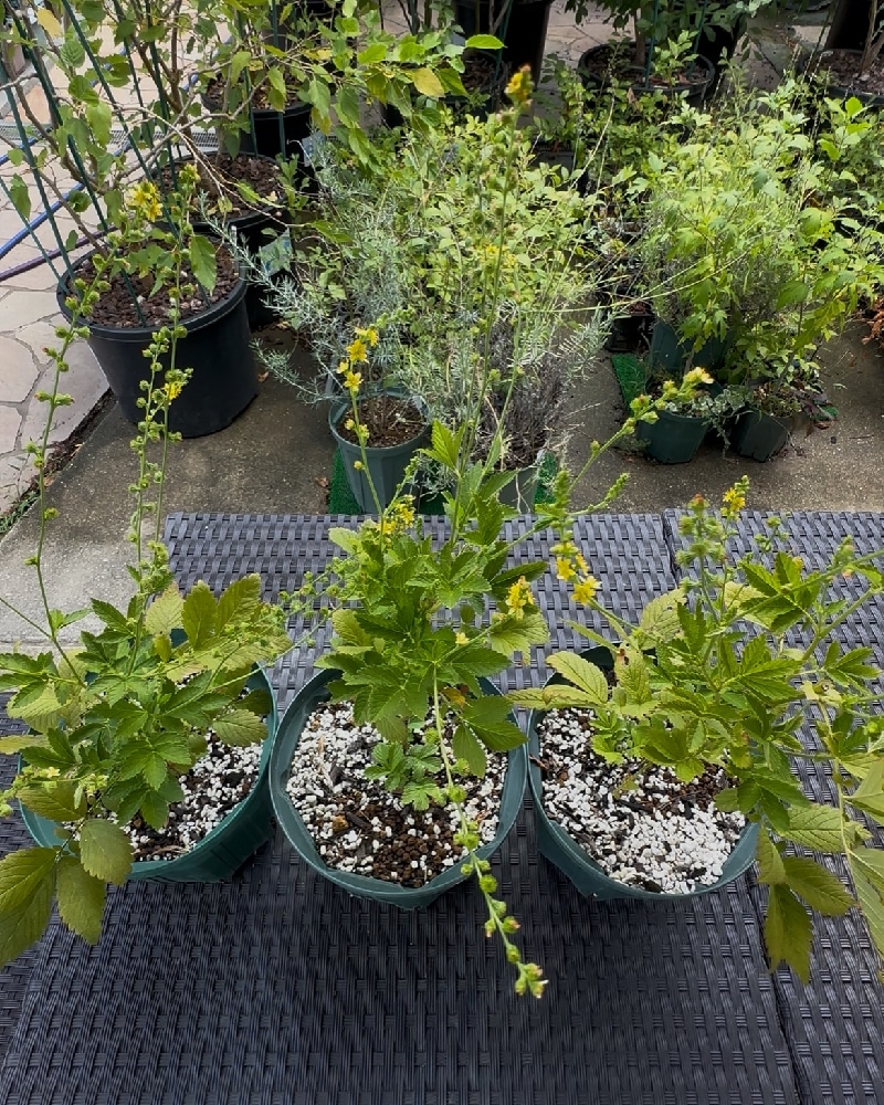 キンミズヒキ鉢