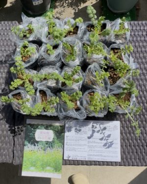 キンミズヒキ20苗