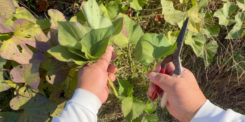 サツマイモの葉