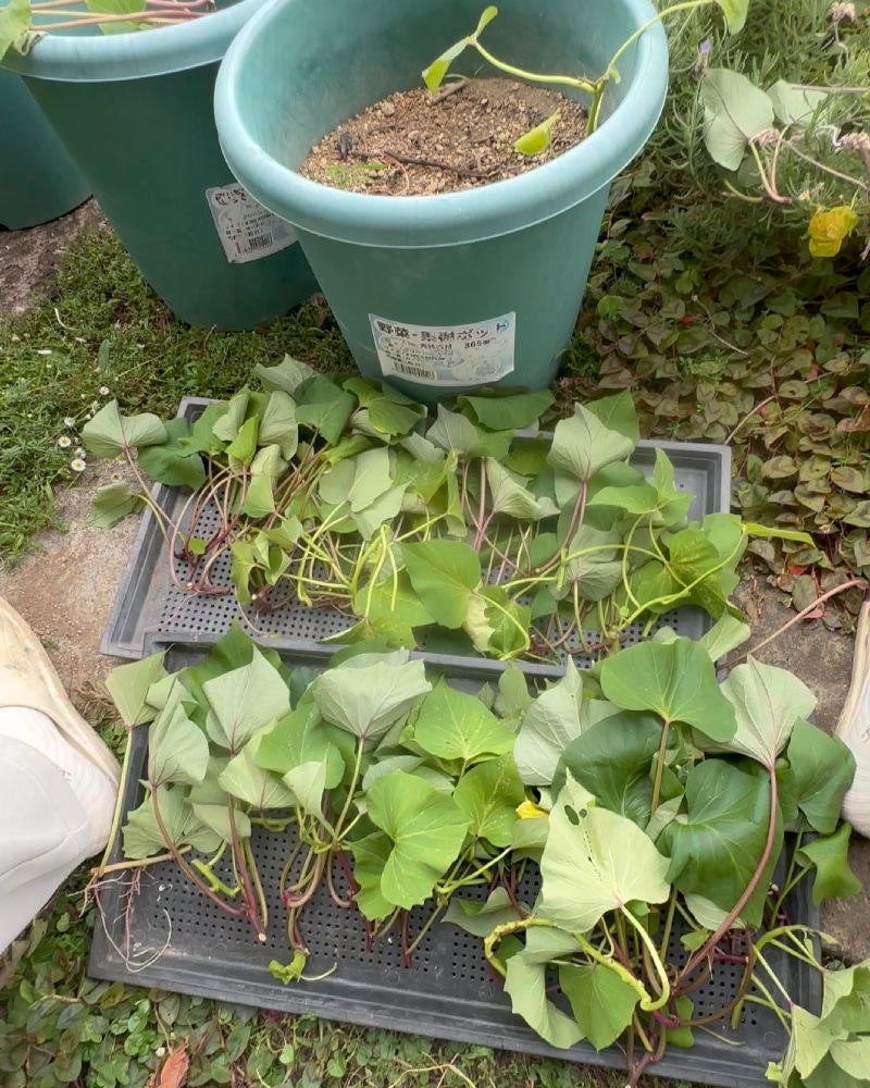 カットして乾かしたサツマイモのツル