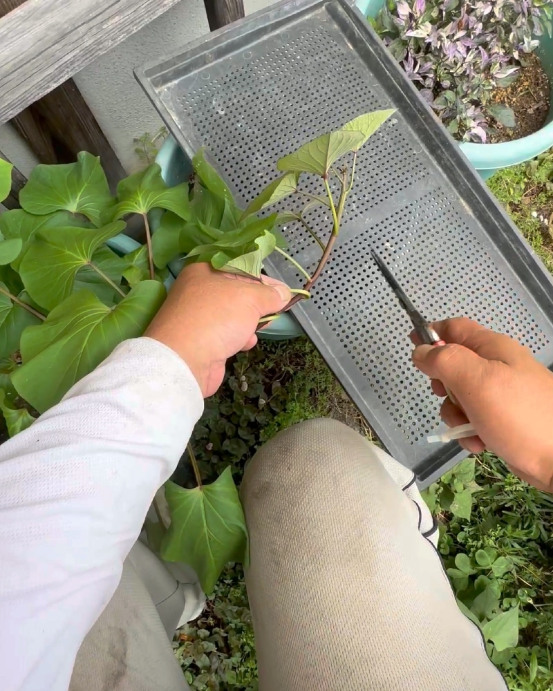 カットするサツマイモのツル