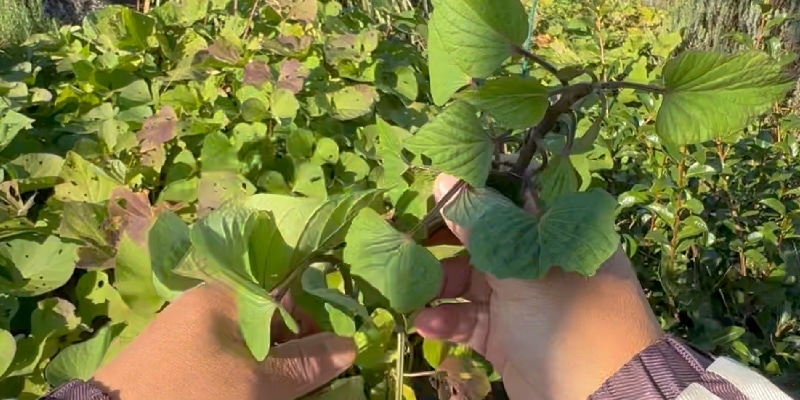 サツマイモのツル