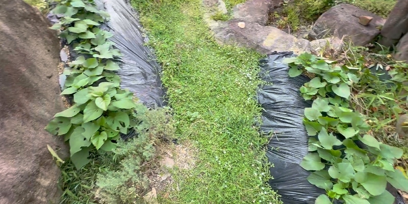 黒マルチサツマイモ