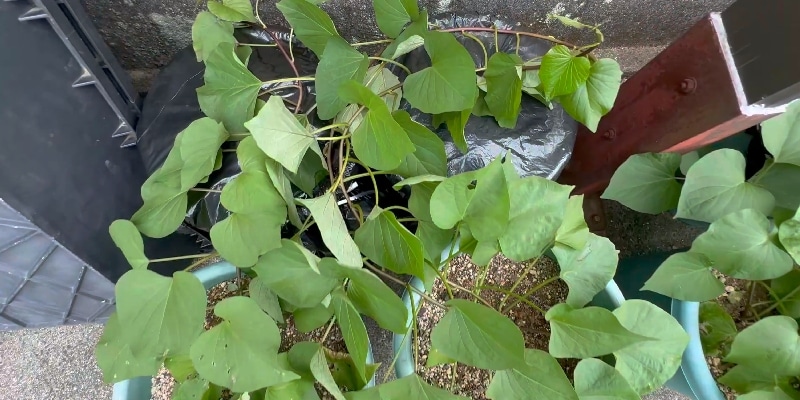 サツマイモのおひたしの材料