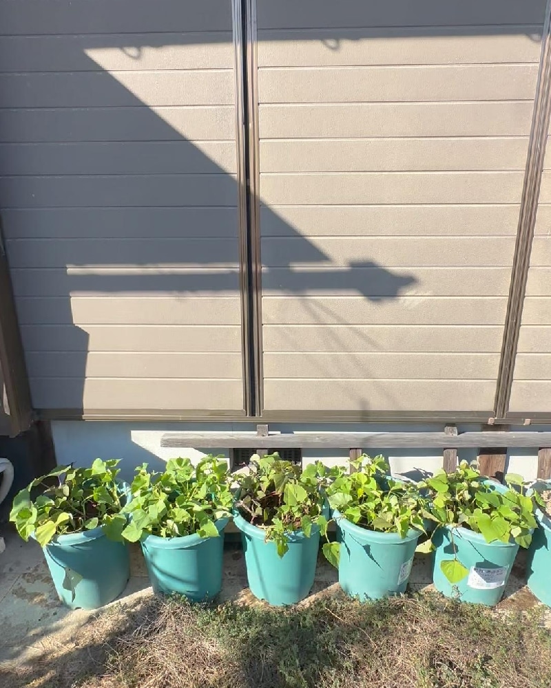 サツマイモ鉢越冬