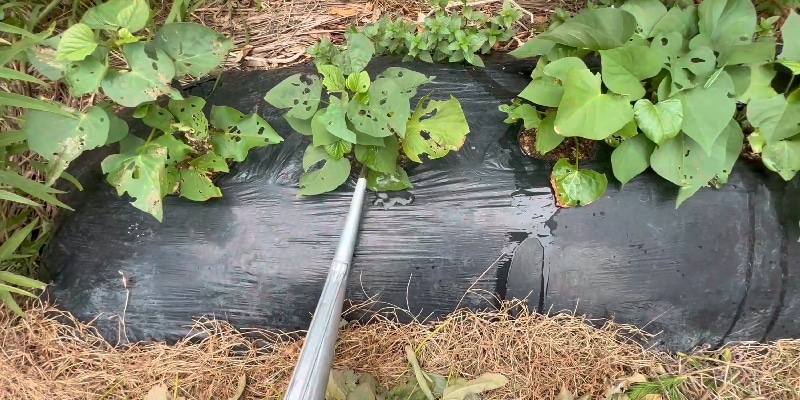 黒マルチサツマイモの水やり