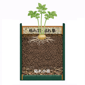 芽カキ３本残し