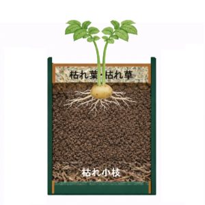 芽カキ２本残し