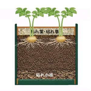 25ℓ鉢に芽カキ後4本残す