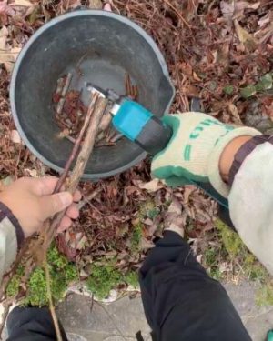 電動剪定ハサミ 太い枝を切断しているところ