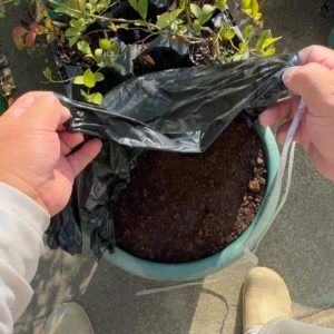 菌ちゃんプランターの黒マルチ