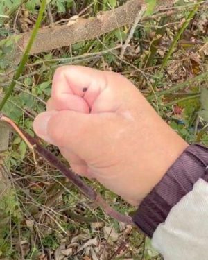 剪定ハサミで挟んでできた血豆