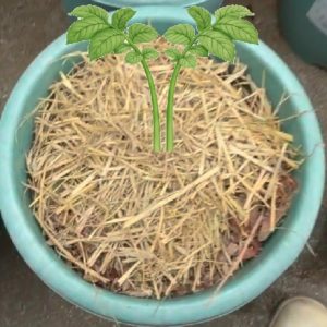 コンクリートの上で育てる場合は黒マルチを外す
