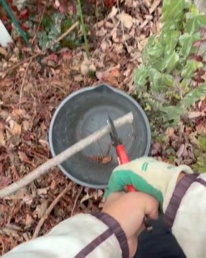 手動剪定ハサミで太い枝が切れない様子