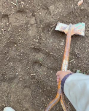 1回目表層をほぐし、畝用の土を確保する