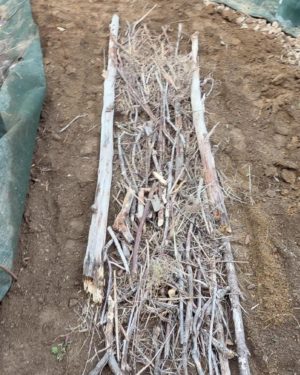 ・菌のエサになる太い枯れ木を埋める