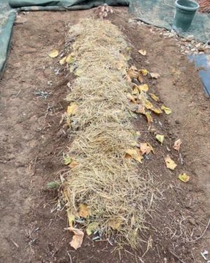 畝の上に枯れ草・枯れ葉を乗せる