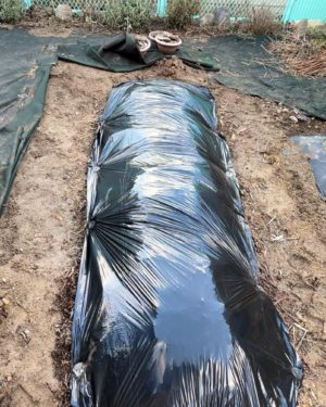 黒マルチをする