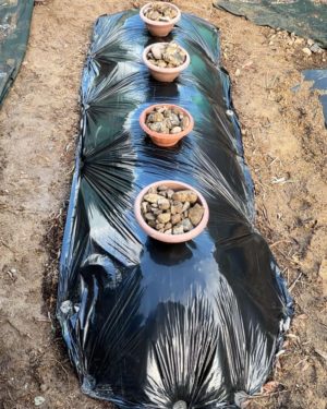 重石をして完成