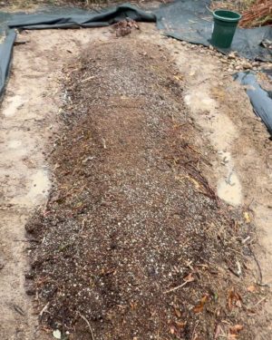 雨を待ち畝全体にしっかりと水分を含ませる