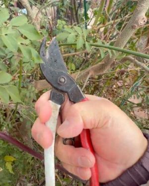 剪定ハサミで人差し指の付け根を挟む