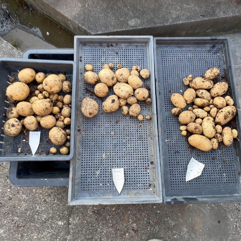 春ジャガのトウヤとダンシャクとメークインの収穫