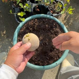 秋ジャガ植える