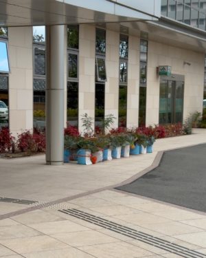 JA大阪泉州本店のバケツキャベツ