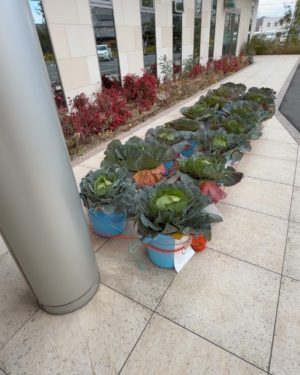 JA大阪泉州本店の16杯のバケツキャベツ