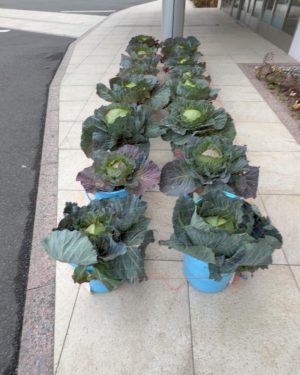 JA大阪泉州本店の16杯のバケツキャベツ