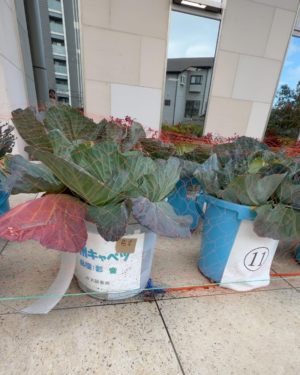 JA大阪泉州本店のバケツキャベツ 彩音